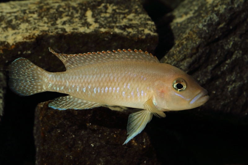 Neolamprologus sp. 'ventralis kasanga' Chituta Bay